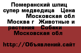 Померанский шпиц супер медведица › Цена ­ 25 000 - Московская обл., Москва г. Животные и растения » Собаки   . Московская обл.